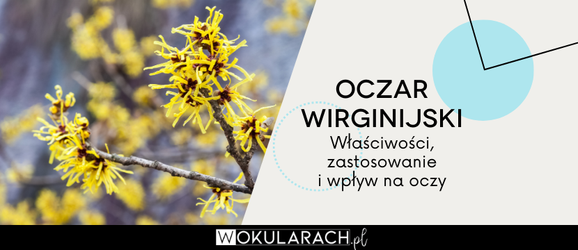 Oczar wirginijski – właściwości, zastosowanie i wpływ na oczy